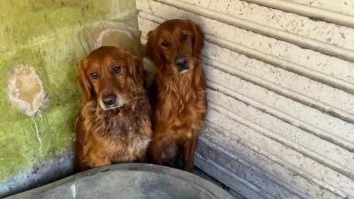 Two abandoned Labradors