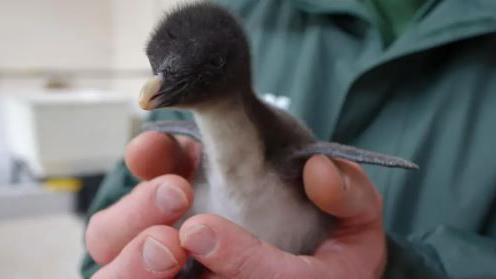 Noisy the rockhopper penguin being held by a keeper