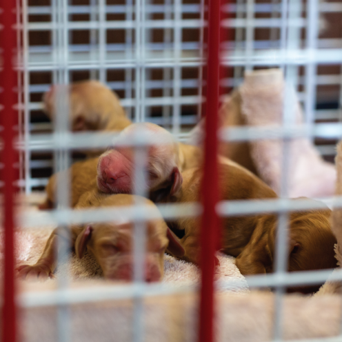 A litter of newborn puppies in a cage at an unspecified SSPCA rescue centre. The breed is unknown but the puppies are brown in colour.