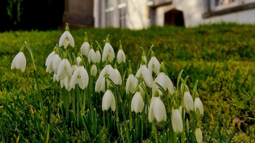 Snowdrops in bloom in front of a white church