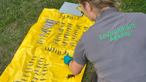A picture of a lady wearing a grey shirt. She has Environment Agency written in green on the back. There is a yellow sheet with dead fish. 
