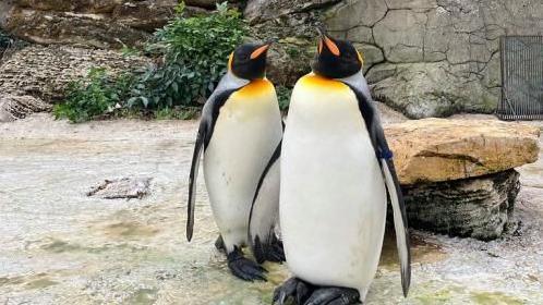 Two King Penguins are shown standing in their enclosure at Birdland Park and Gardens. A sign reading "Penguin Shore" can be seen in the background. 