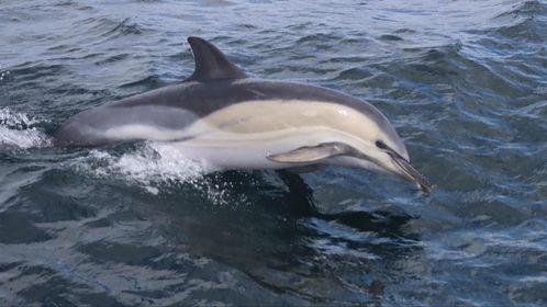 A photo of a hybrid dolphin