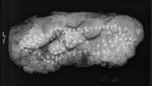 An x-ray scan of a clump of dirt, in which dozens of small nails can be seen in a pattern loosely resembling a shoeprint.
