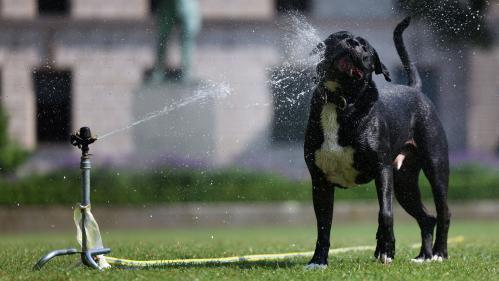 A black dog with a white under belly and white paws cools as the water from a sprinkler lands on its face