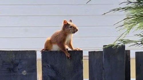 Red squirrel on fence in Bishopbriggs garden 