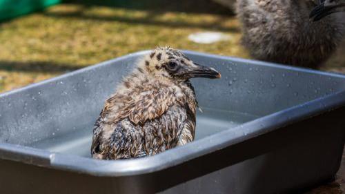 A bird sits in a black tub filled with water to cool off from the summer heat