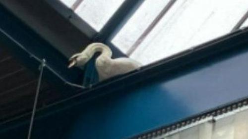 Roof of warehouse with blue steel girder and swan looking over the end.