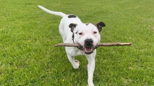 A white dog with black spots trots playfully towards the camera holding a stick. He's on a green lawn.