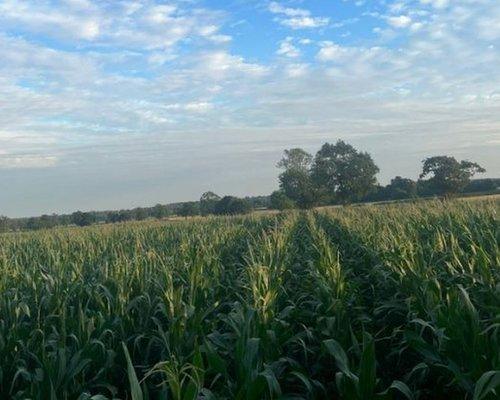 The farm near Market Bosworth