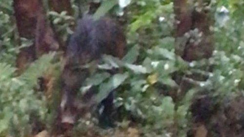 Boar in undergrowth in Hong Kong park