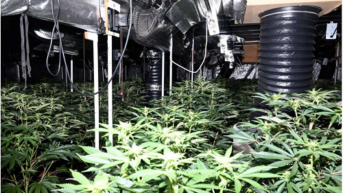 Many large cannabis plants are growing in a room under lights 