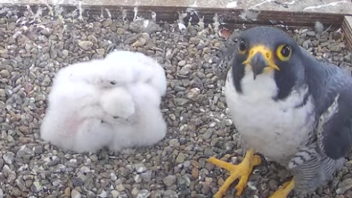 Nesting peregrines at the cathedral