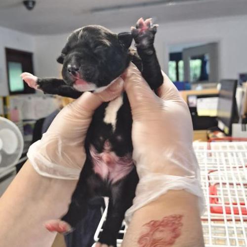 Two gloved hands holding a dark brown/black and white puppy. Its eyes are closed and all four paws are stretched out.