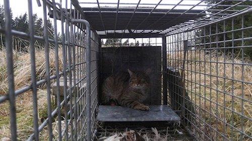 Wildcat in fox cage