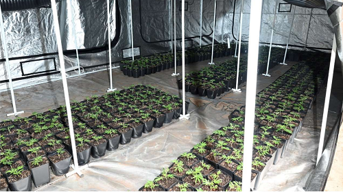 Many small cannabis plants growing in a room which is lined with foil and lights rigged up 