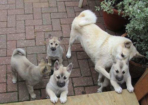 A litter of Norweigian Buhunds.