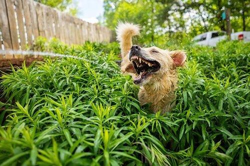 dog chasing water