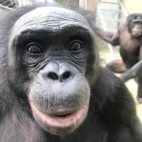 a bonobo