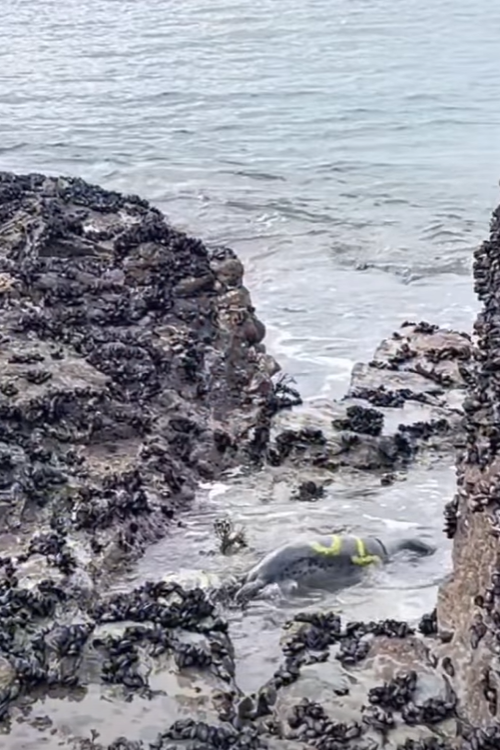 The seal has been freed and is swimming in the shallow water heading towards to sea. It now has a yellow number sprayed on to it to help identify it.
