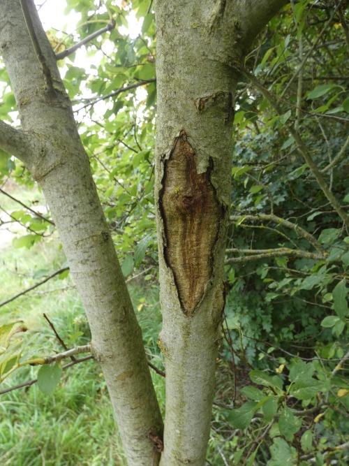 A tree affected by ash dieback disease