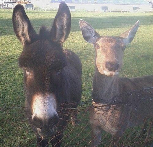 Joey and Yanna's aunty who has died
