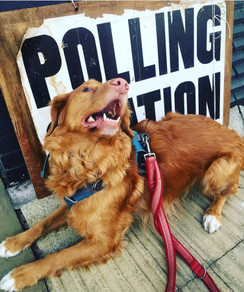 Dog at polling station