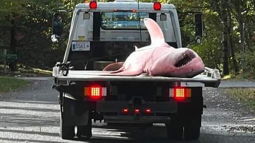 Bloodied shark lays on the bed of a tow truck with its mouth open