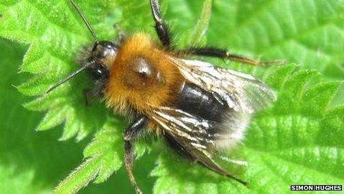 Tree Bumblebee