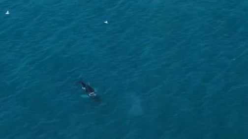 Drone footage of a humpback whale in the water.