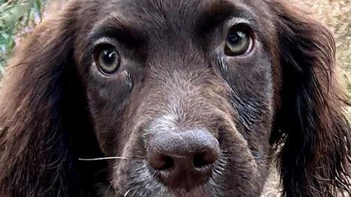 The close-up face of a brown and white dog with long ears and eyes wide open.