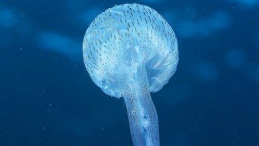 Jellyfish