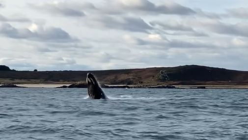 A humpback whale breaching out of the water. The animal is black and has white patches on its head. In the background are hills.