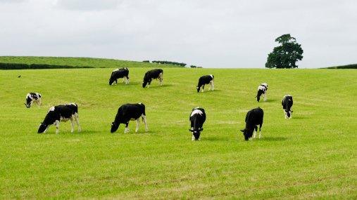 Cows in field