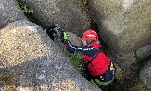 Sheep rescue