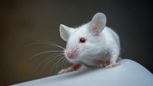 Lab mouse