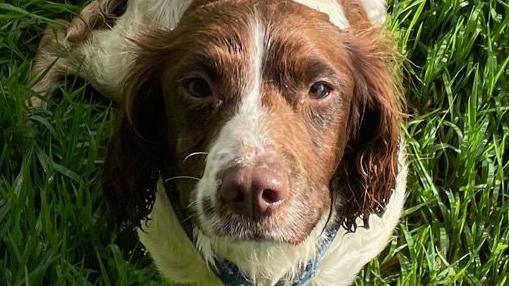 One of the dogs, a brown and white springer spaniel with a pink nose and brown eyes, looking at the camera. The dog has a blue patterned lead around its neck and is sat on grass.