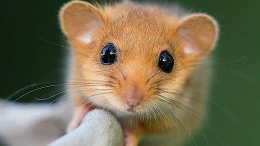 cute dormice image