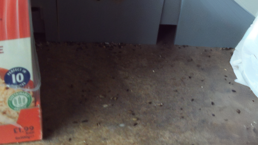 A shelf with a packet of Uncle Ben's branded rice. In the space next to it are dozens of mouse droppings.