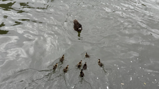 Eight ducklings and their mother swimming in the River Kennet in Berkshire
