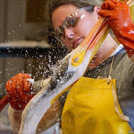 A volunteer cleans an oil covered white pelican found off the Louisiana coast and affected by the BP Deepwater Horizon oil spill