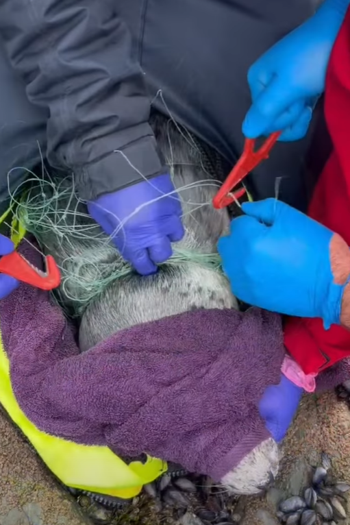 Two pairs of gloved hands are working on cutting off the tight fishing net wrapped around the seal's neck. They are using hooks which have blades to lift and cut the line.
