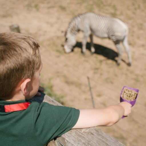 A young boy with a green polo shirt leabing over a wooden fence and holding a purple scoop full of a type of grain. In front of him is a field, with a zebra grazing.