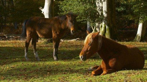 New Forest ponies