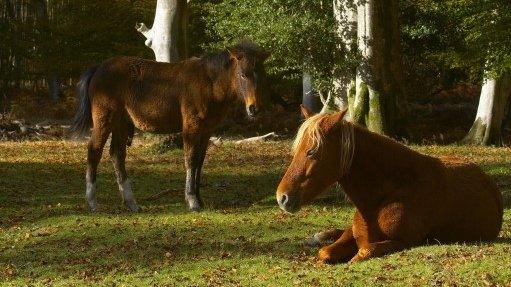 New Forest ponies