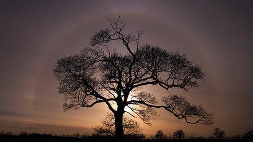 Sun halo around a tree