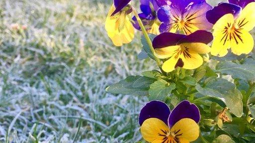 Yellow/purple flowers in frosty grass