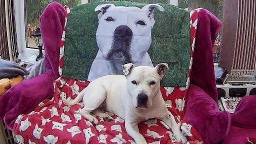 A white Staffie dog lies on a red blanket with white animals printed on it, on an armchair covered in a deep pink blanket him. Propped up behind him is a close-up photo of him on a piece of material.