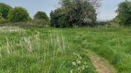 A field with long, bright green grass with a trodden brown grassy path cutting through it and leafy trees in the distance.