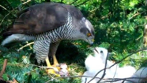 Goshawk